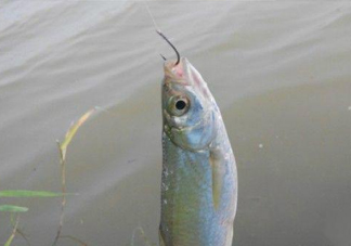 白條魚(yú)怎么釣？如何釣白條魚(yú)技巧