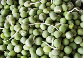 新鮮豌豆發(fā)芽了能吃嗎？豌豆發(fā)芽了還能吃嗎？