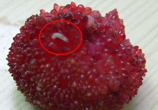 楊梅為什么有蟲子？楊梅有蟲能吃嗎？