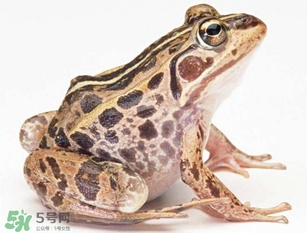 田雞是青蛙嗎？田雞是不是青蛙