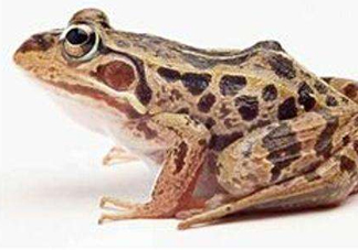 田雞是癩蛤蟆嗎？田雞和癩蛤蟆的區(qū)別