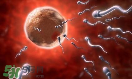 同房前吃什么有助懷孕？什么時(shí)候同房最容易懷孕？