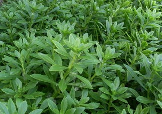 救心菜可以泡茶喝嗎？救心菜能泡水喝嗎？