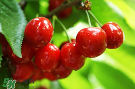 剛摘的櫻桃怎么保存？剛摘的櫻桃可以放多久？