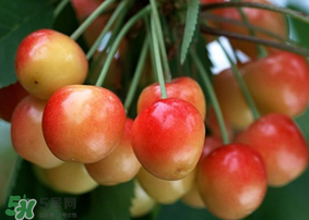 剛摘的櫻桃怎么保存？剛摘的櫻桃可以放多久？