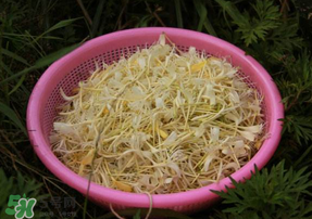 剛摘的金銀花能泡水喝嗎？剛摘的金銀花怎么處理？