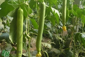 夏天種什么蔬菜？夏天適合種什么蔬菜