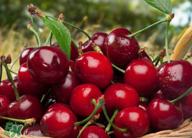 新鮮櫻桃如何保存？新鮮櫻桃能放多久？