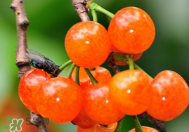 櫻桃可以隔夜嗎？櫻桃隔夜怎么辦？