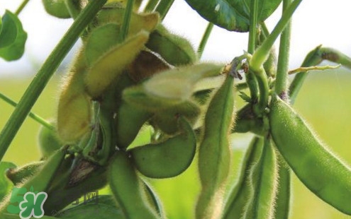 毛豆煮多久能熟？煮毛豆多長時(shí)間能熟