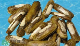 蟶子能和雞蛋一起吃嗎？雞蛋可以和蟶子一起吃嗎