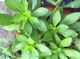 哪些人不可以吃救心菜？什么人不能吃救心菜？