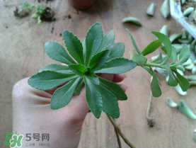 救心菜多少錢一斤 救心菜是三七菜嗎 救心菜多少錢一斤 救心菜是三七菜嗎