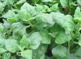 救心菜苦不苦？救心菜怎么吃不苦？