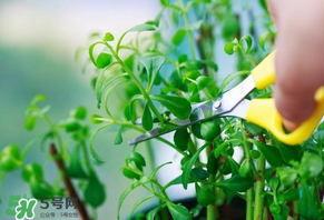 救心菜苦不苦？救心菜怎么吃不苦？