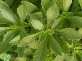 救心菜有毒嗎？救心菜怎么吃沒毒？