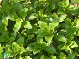 救心菜怎么種植？救心菜什么時(shí)候種？