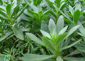 救心菜怎么種植？救心菜什么時(shí)候種？