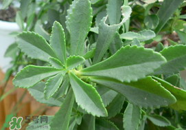 救心菜怎么種植？救心菜什么時(shí)候種？