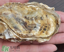 女人吃生蠔有什么好處?女人吃生蠔的功效與作用 女人吃生蠔有什么好處?女人吃生蠔的功效與作用
