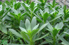 救心菜可以泡茶喝嗎？救心菜能泡水喝嗎？