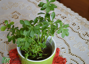 救心菜可以泡茶喝嗎？救心菜能泡水喝嗎？