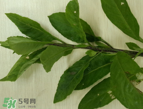 救心菜可以泡茶喝嗎？救心菜能泡水喝嗎？