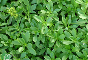 救心菜是三七嗎？救心菜和三七區(qū)別