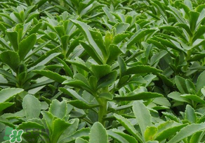 救心菜是三七嗎？救心菜和三七區(qū)別