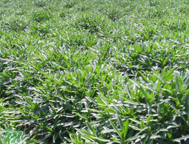 養(yǎng)心菜和救心菜一樣嗎？養(yǎng)心菜和救心菜的區(qū)別