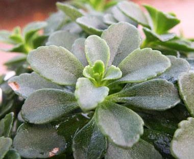 哪些人不可以吃救心菜？什么人不能吃救心菜？