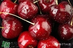 櫻桃和櫻珠的區(qū)別 櫻桃和櫻珠哪個大 櫻桃和櫻珠的區(qū)別 櫻桃和櫻珠哪個大