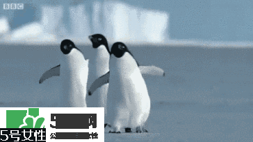 天鵝臂是什么？天鵝臂有用嗎