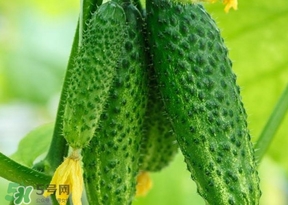 黃瓜不能和什么一起吃？黃瓜不能和什么食物一起吃