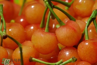 櫻桃不洗能吃嗎？沒(méi)洗的櫻桃可以吃嗎