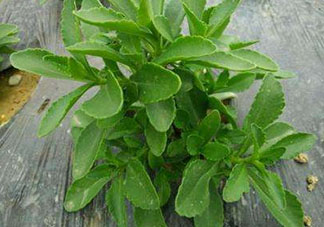 救心菜怎么種植？救心菜什么時候種？