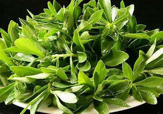 救心菜苦不苦？救心菜怎么吃不苦？