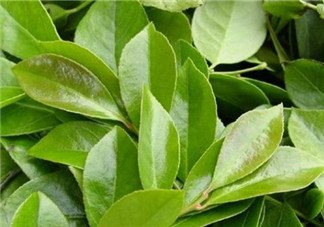 雷公根孕婦可以吃嗎？孕婦可以吃雷公根嗎？