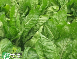 根達(dá)菜的營養(yǎng)價(jià)值 根達(dá)菜的功效與作用