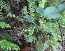 雷公根孕婦可以吃嗎？孕婦可以吃雷公根嗎？