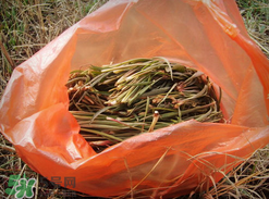 陽溝菜孕婦可以吃嗎？孕婦能吃陽溝菜嗎？