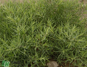 陽溝菜孕婦可以吃嗎？孕婦能吃陽溝菜嗎？