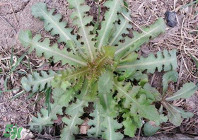 苦碟子能吃嗎？苦碟子怎么吃？