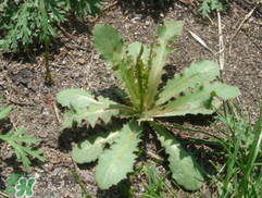 苦碟子能吃嗎？苦碟子怎么吃？