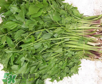 大葉芹怎么吃？大葉芹的做法？