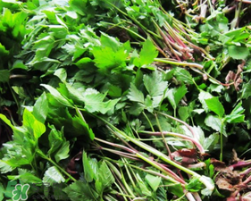 大葉芹怎么吃？大葉芹的做法？