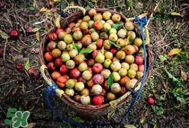 三華李是酸性還是堿性？三華李是不是堿性水果