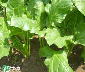 根達(dá)菜的營養(yǎng)價(jià)值 根達(dá)菜的功效與作用