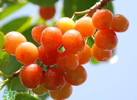 6月份吃什么水果？六月份吃什么水果？