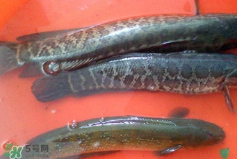 黑魚(yú)是海魚(yú)嗎？黑魚(yú)是河魚(yú)還是海魚(yú)